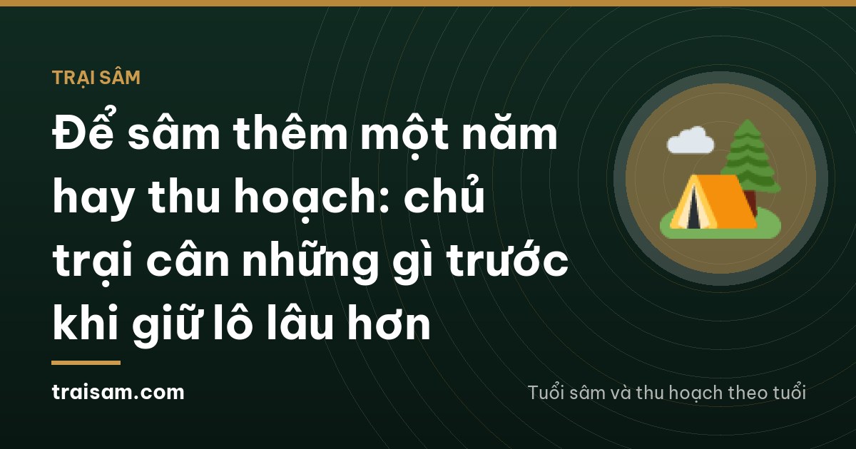 Để sâm thêm một năm hay thu hoạch: chủ trại cân những gì trước khi giữ lô lâu hơn